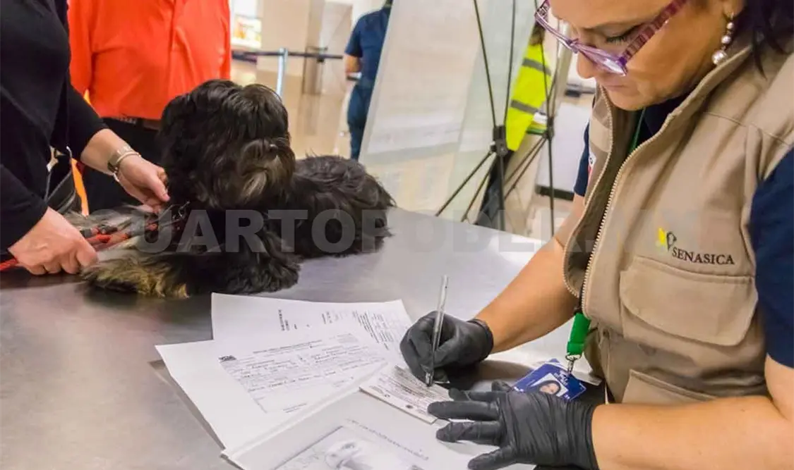Llaman a los veterinarios detectar contagio de Covid-19