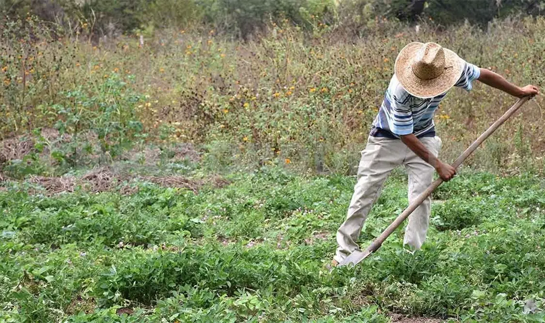 Productores buscan eliminar uso de químicos