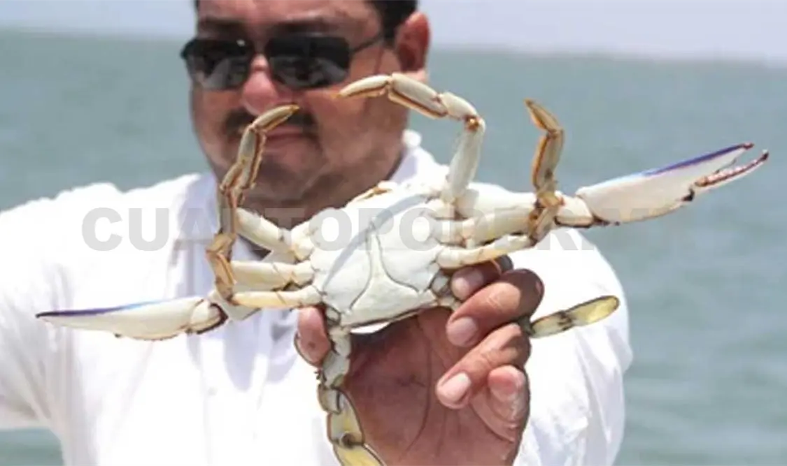 La pesca de jaiba genera una gran cantidad de empleos en Chiapas. Cortesía