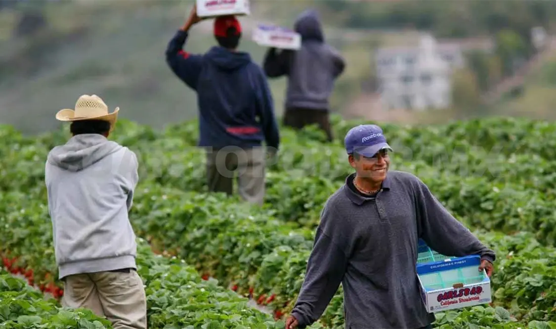Son 27 mil jornaleros que trabajan en Canadá