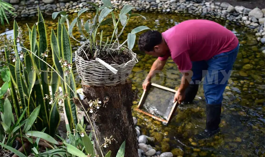 Supervisa Semahn conservación de plantas en Orquidiario