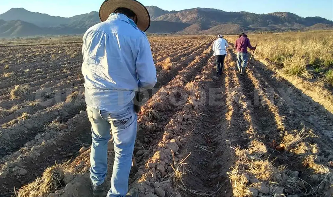 Crean aplicación para incrementar producción