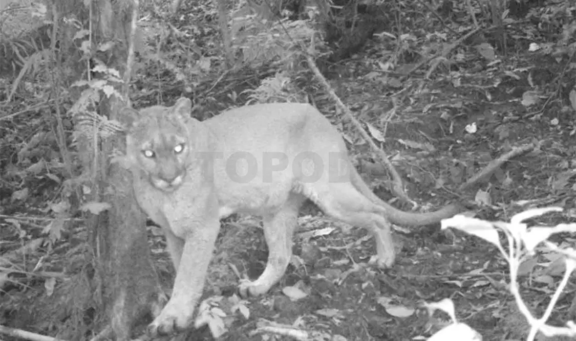 Monitorean especies prioritarias