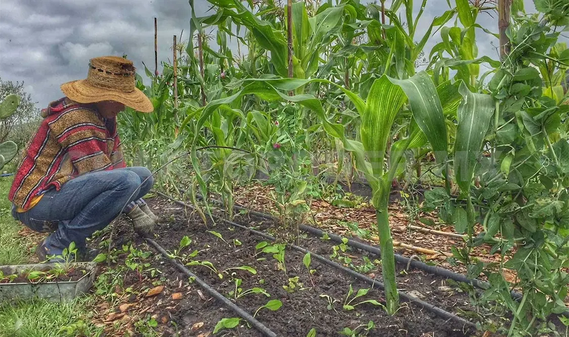 Su producción será en un sistema agroecológico amigable con el medio ambiente y con un precio justo para los productores. Agencias