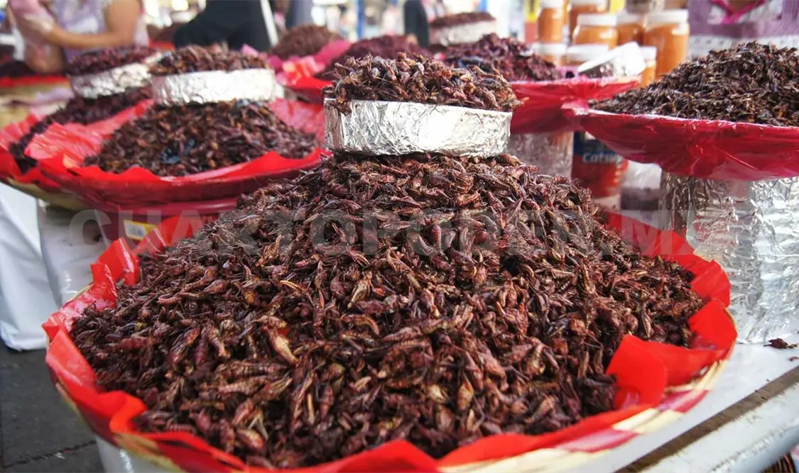 Al igual que en Oaxaca, en Chiapas algunos insectos no sólo son parte de la gastronomía sino un símbolo de identidad. Cortesía