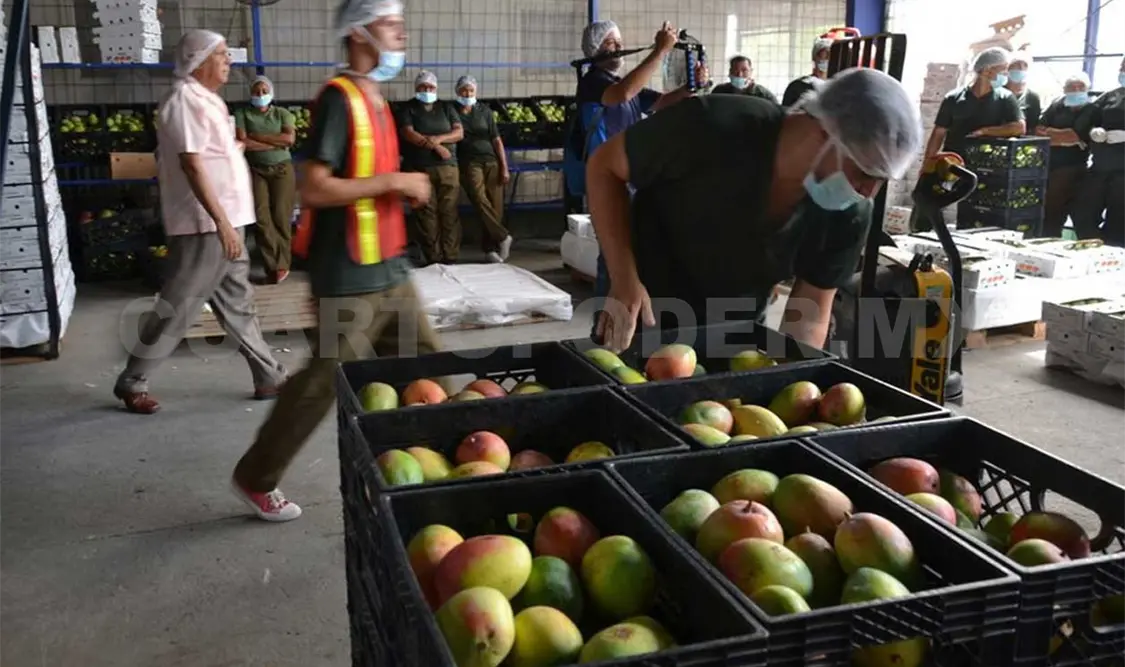 Chiapas a la cabeza en producción de mango. Cortesía