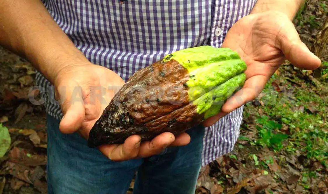 Sin venderse 80% de la producción de cacao en Chiapas