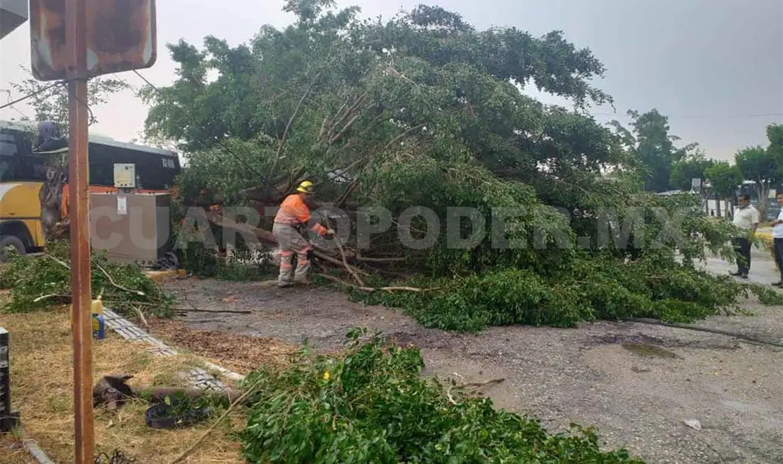 Corte de luz y caída de árboles por precipitaciones