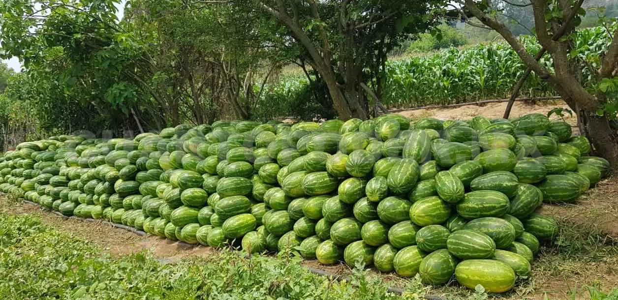 Productores piden apoyo para vender su cosecha