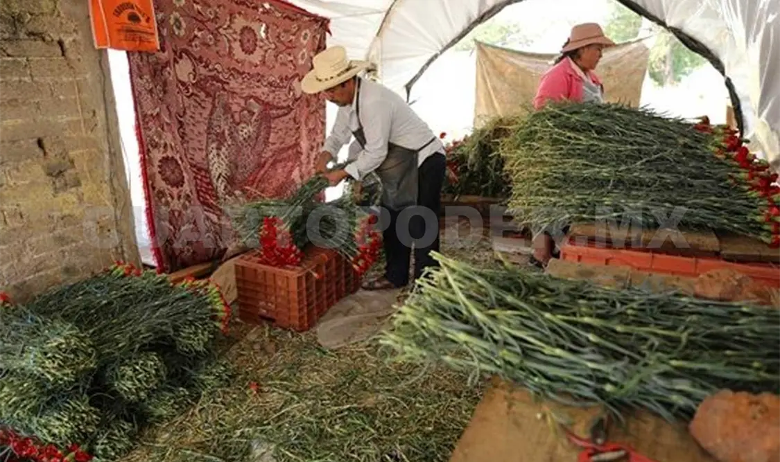 Los pobladores preparan los cultivos con meses de anticipación, para que en fechas importantes como el 10 de mayo, las flores estén listas. El Universal
