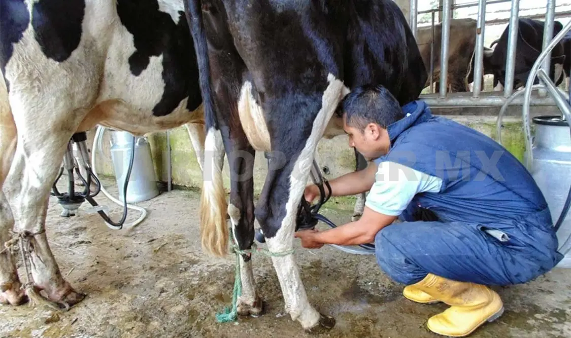 Por Covid-19, precio de la leche baja severamente