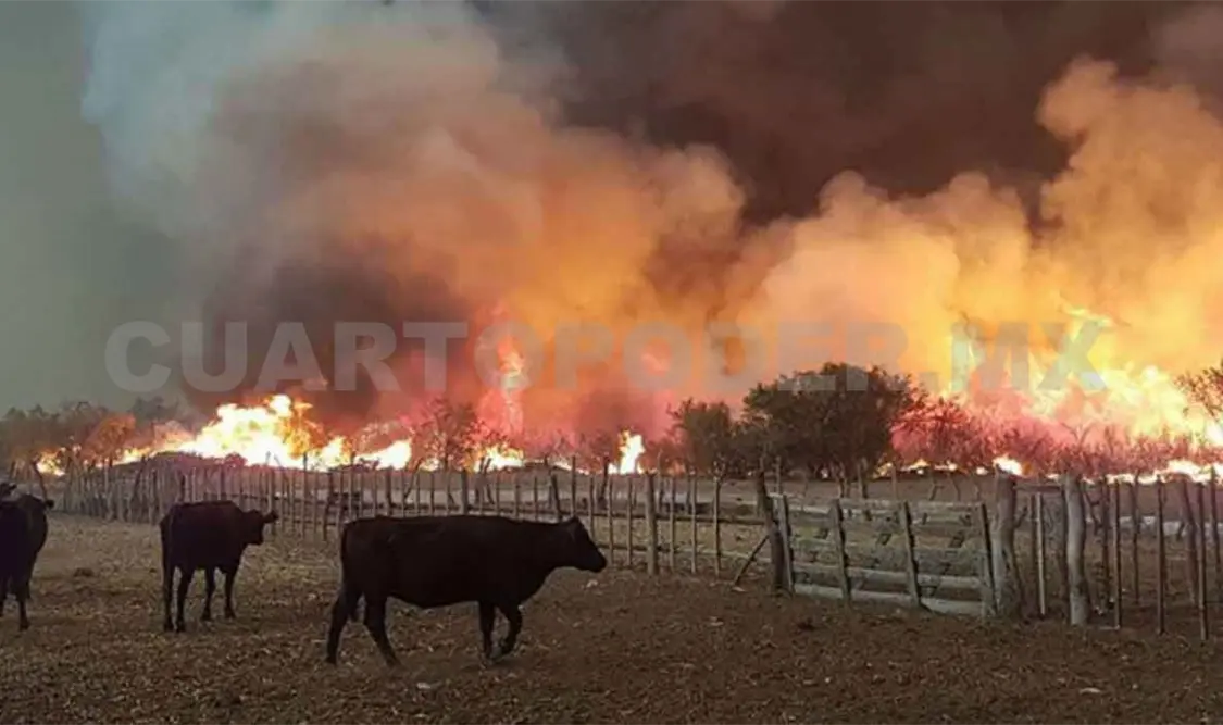 Incendios han devastado más de 50 hectáreas