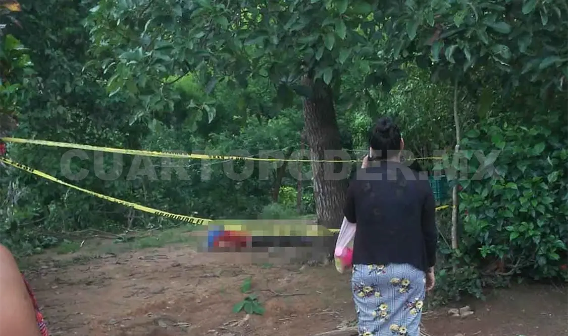 Cae de árbol de aguacate y muere