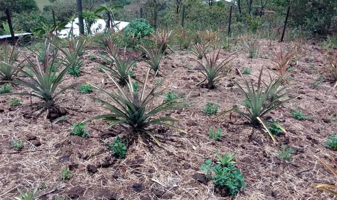 Agricultura alternativa sin dañar al medio ambiente