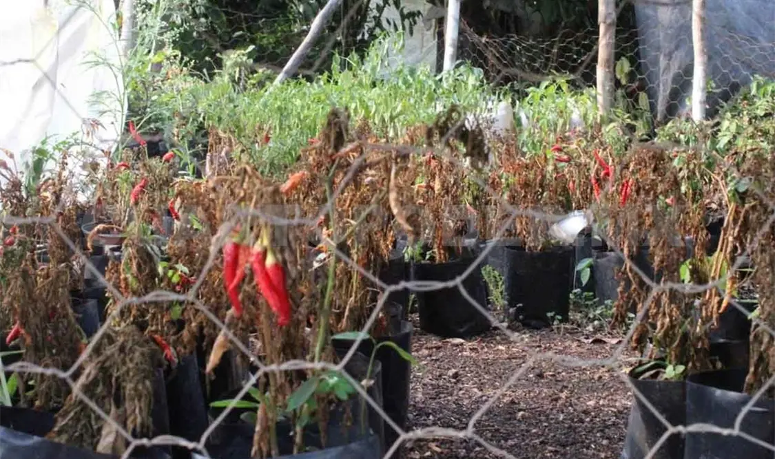 Comerciantes de plantas atraviesan severa crisis