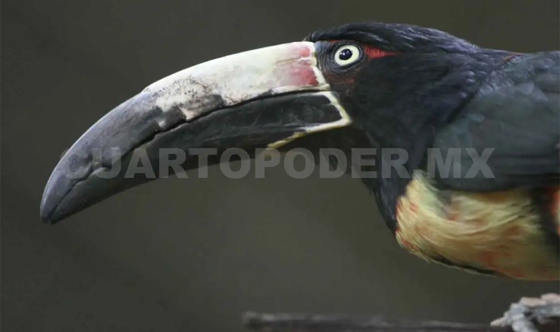 El Triunfo, una reserva que alimenta a 400 mil personas