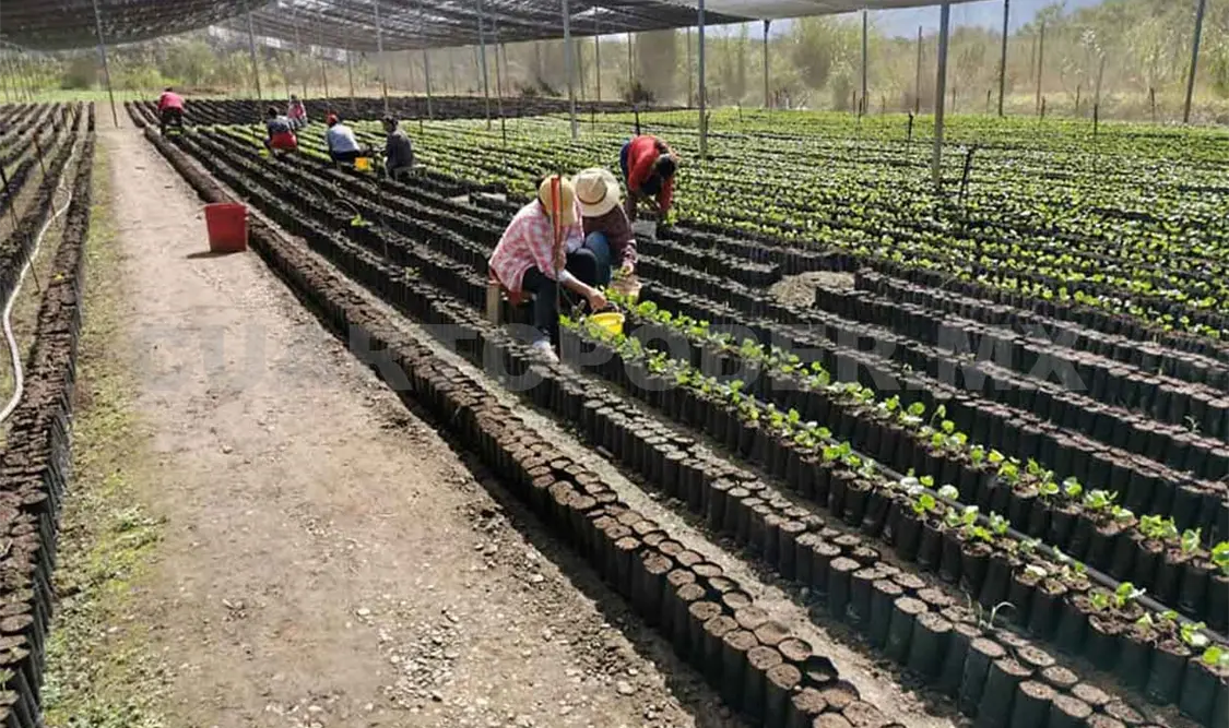 La venta de café disminuye un 70%