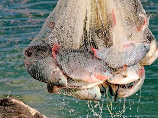 Impulso a la pesca y la acuacultura en Chiapas