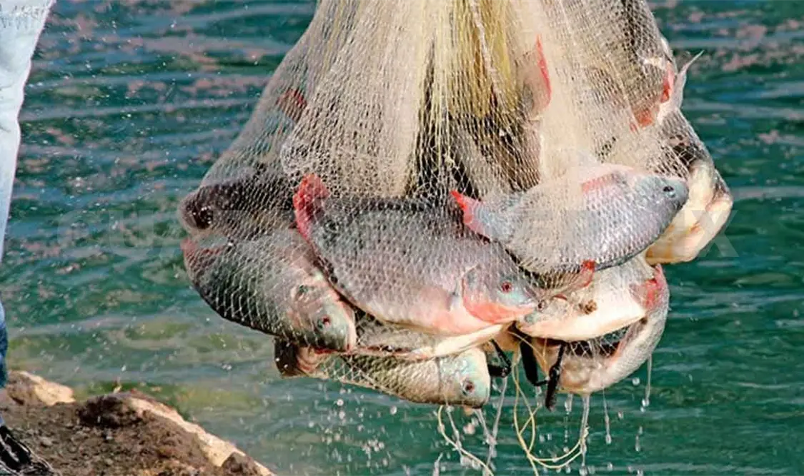 Impulsarán producción de tilapia en Chiapas