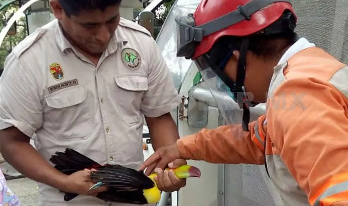 Aparición de tucán causa sensación