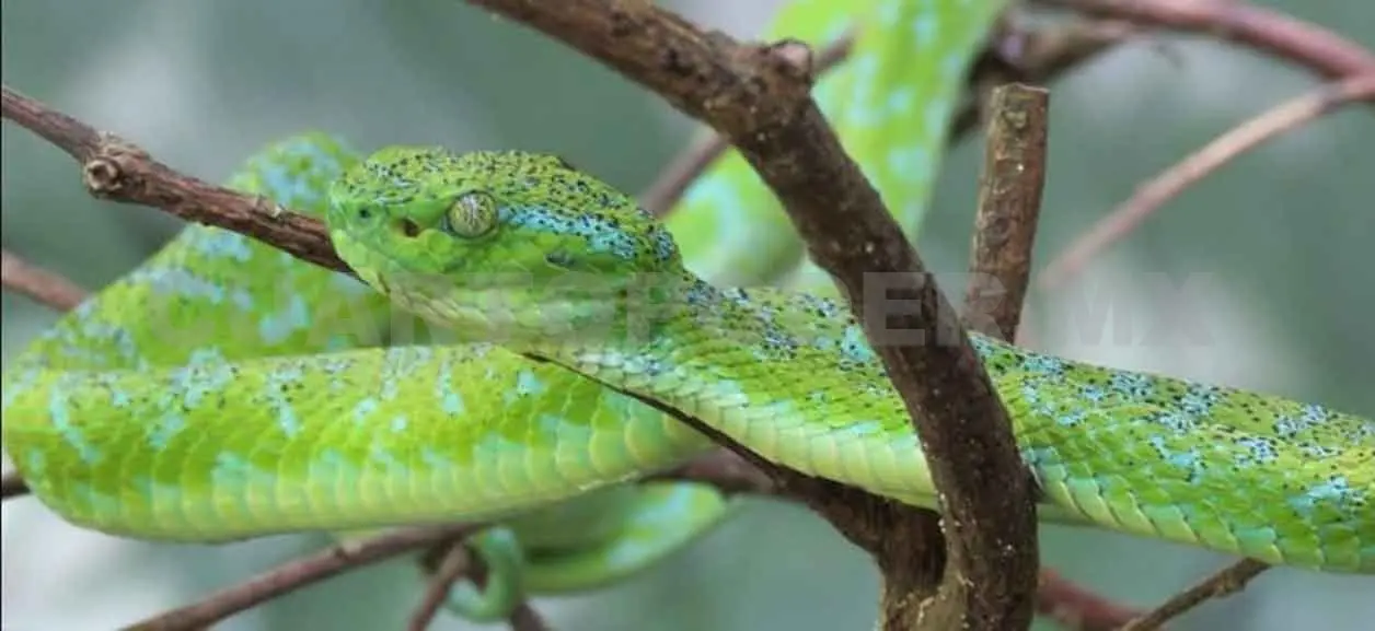 Consejos reclaman “rasurada“ para las reservas naturales