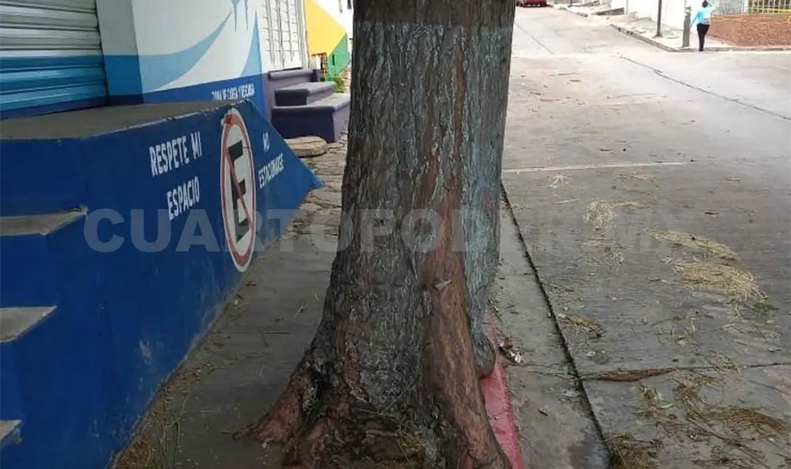 Urgente atender problema de árboles viejos en Tuxtla