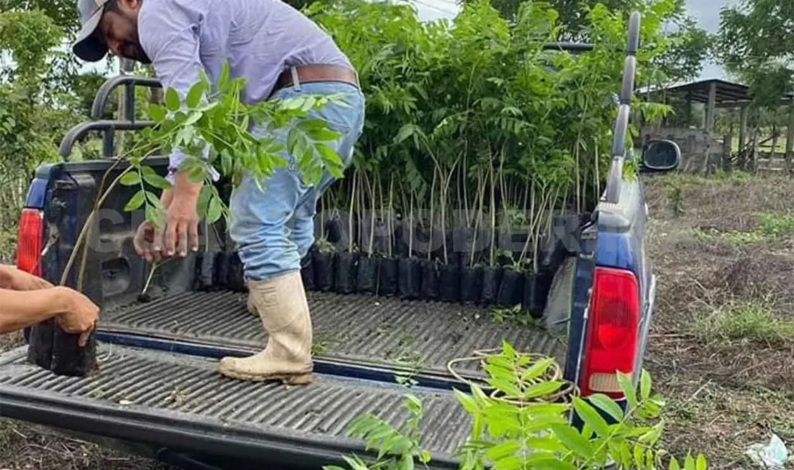 Arranca campaña “Adopta un árbol”