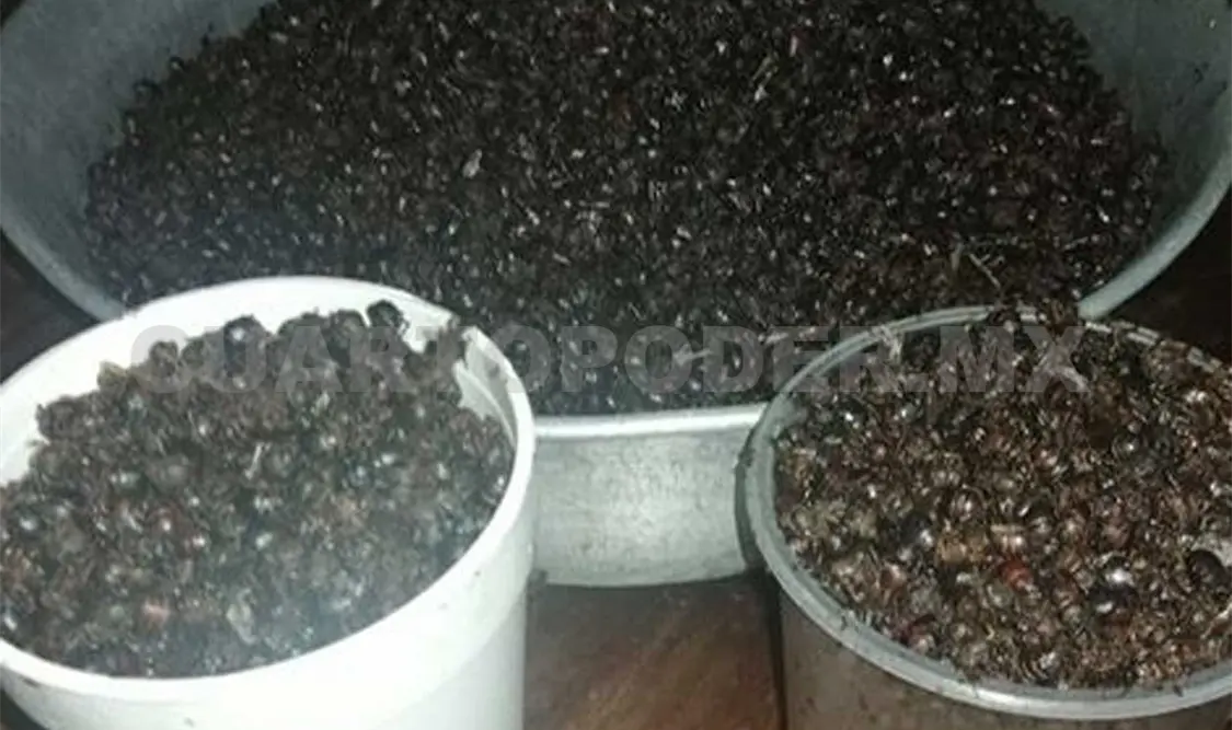 El litro del insecto se vende hasta en 200 pesos. Cortesía