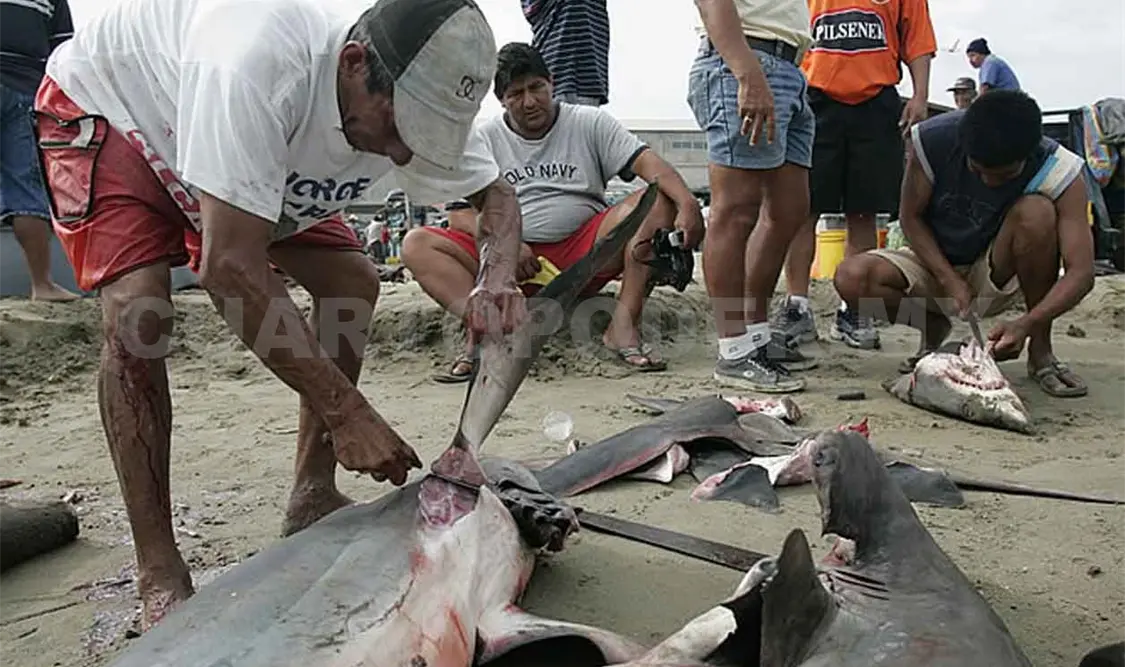 Baja captura de tiburón en pesquerías de Paredón