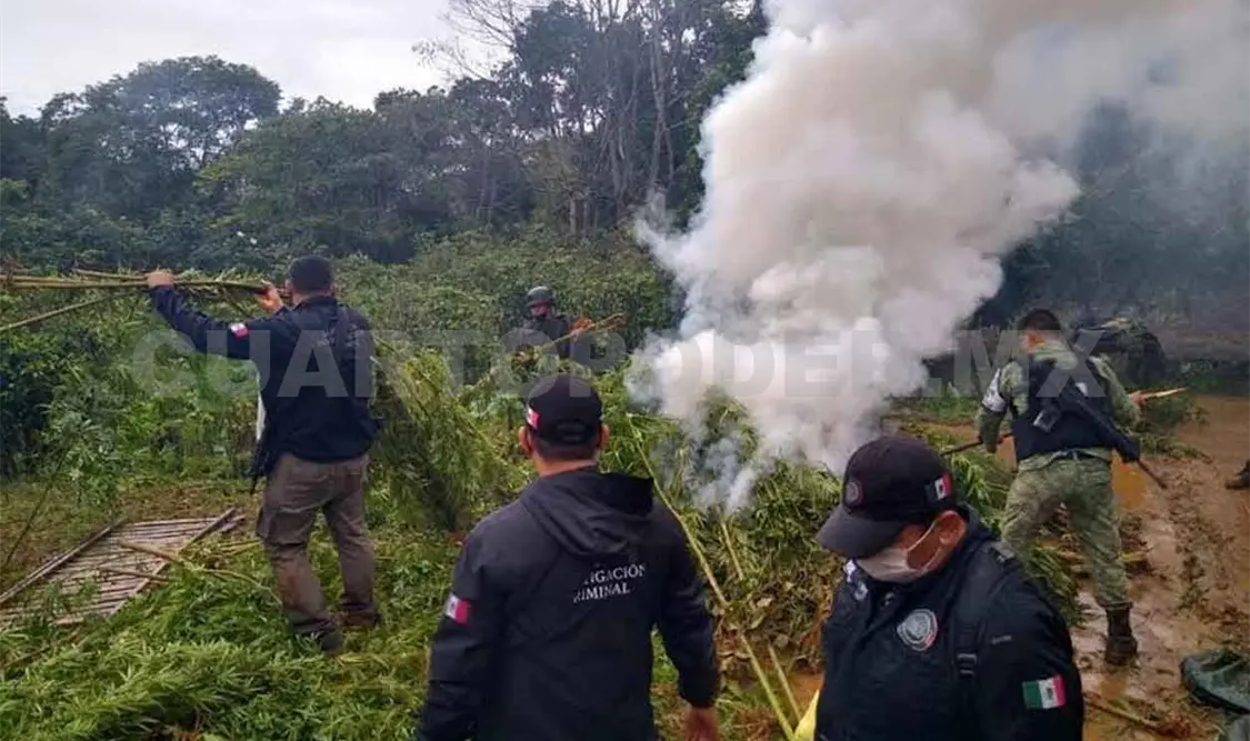 Destruyen plantío de marihuana en Chilón