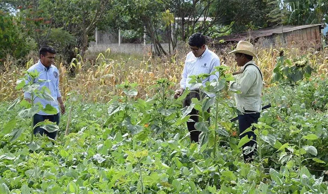 Campo chiapaneco tendrá acceso a financiamiento