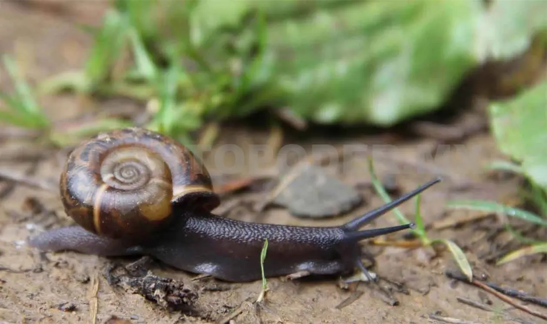 Chiapas posee colección de mil conchas y moluscos