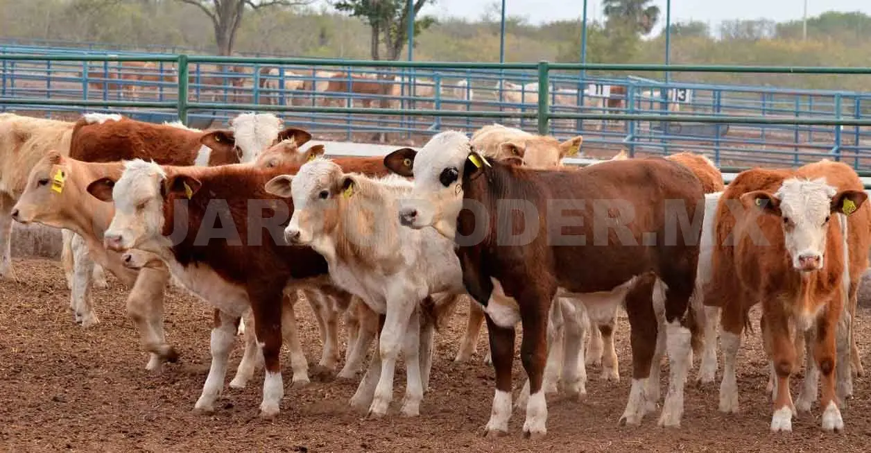 Impulsan manejo del sistema agrosilvopastoril