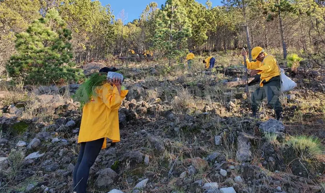 Reforestarán el Tacaná con 15 mil plantas de pinos