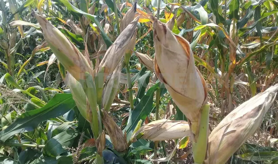 Alertan a productores para prepararse ante la canícula