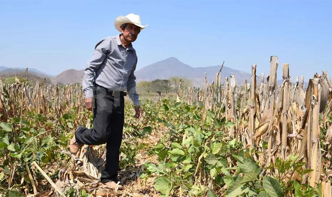 Sector agrícola en alerta por canícula