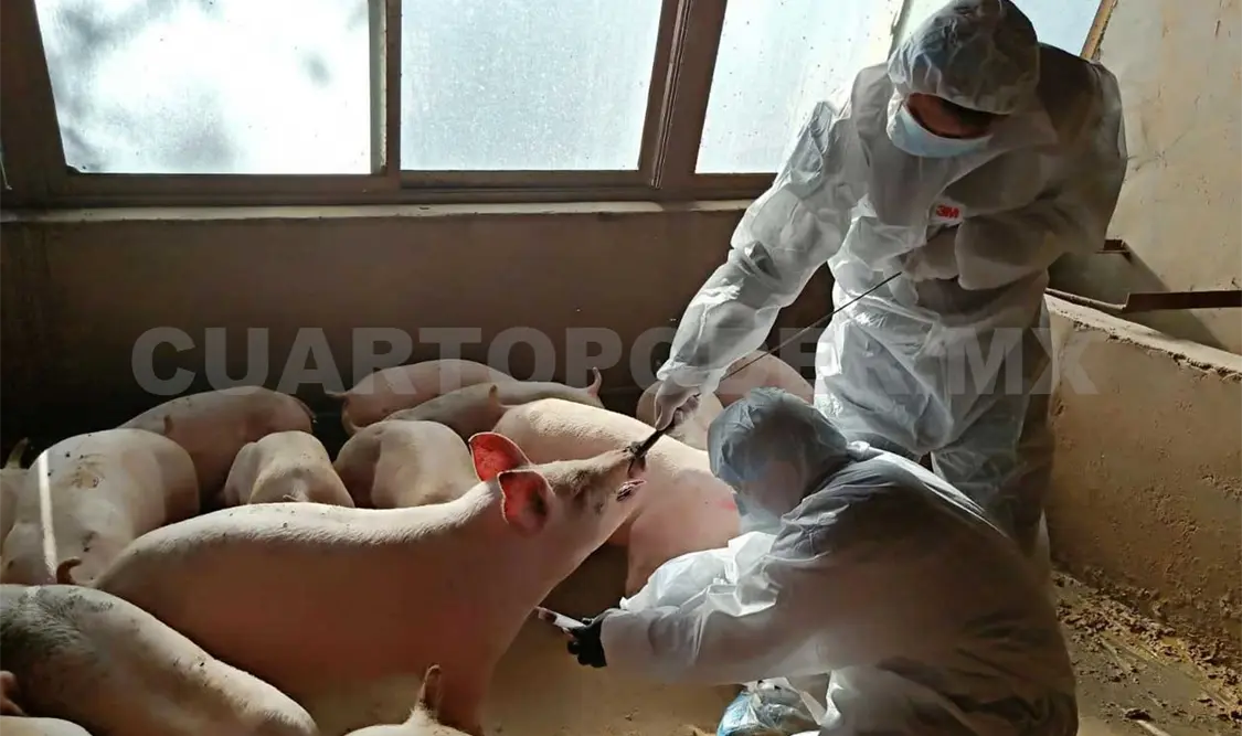 De momento tampoco hay pruebas de que este virus sea particularmente mortífero. Agencias