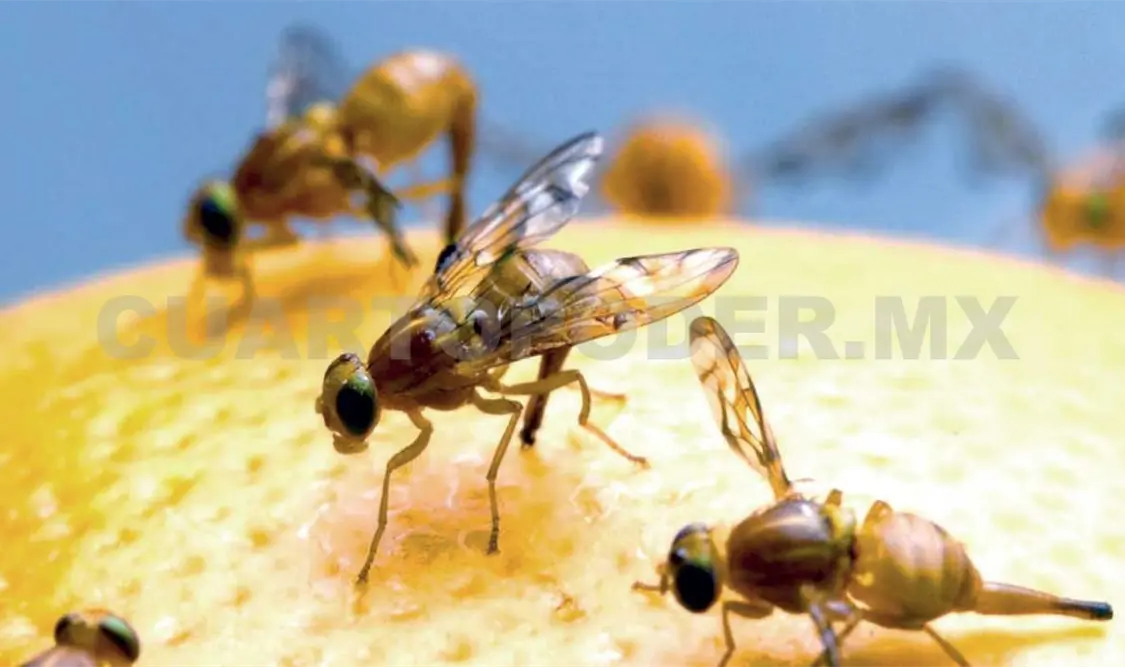 La plaga se concentra en los municipios cercanos a la frontera con Guatemala. Cortesía