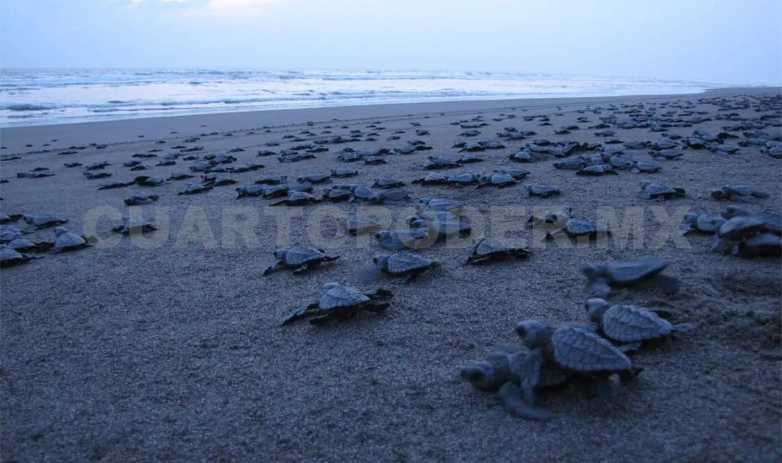 Vigilarán anidación de tortugas en la Costa