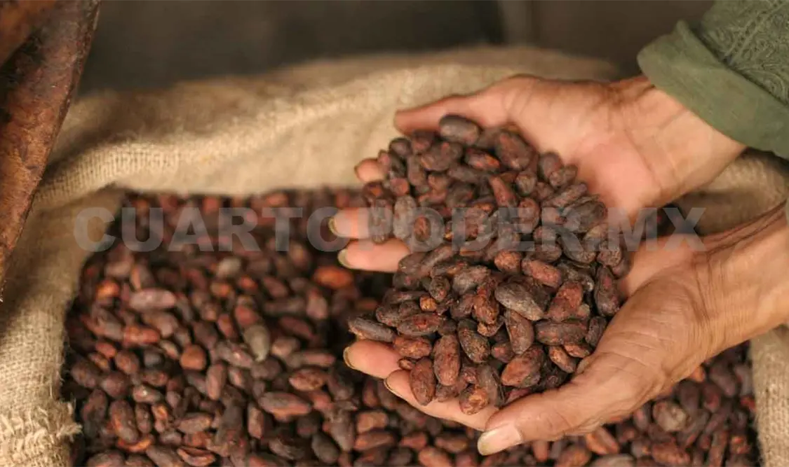 Chiapas produce unas 10 toneladas de cacao al año