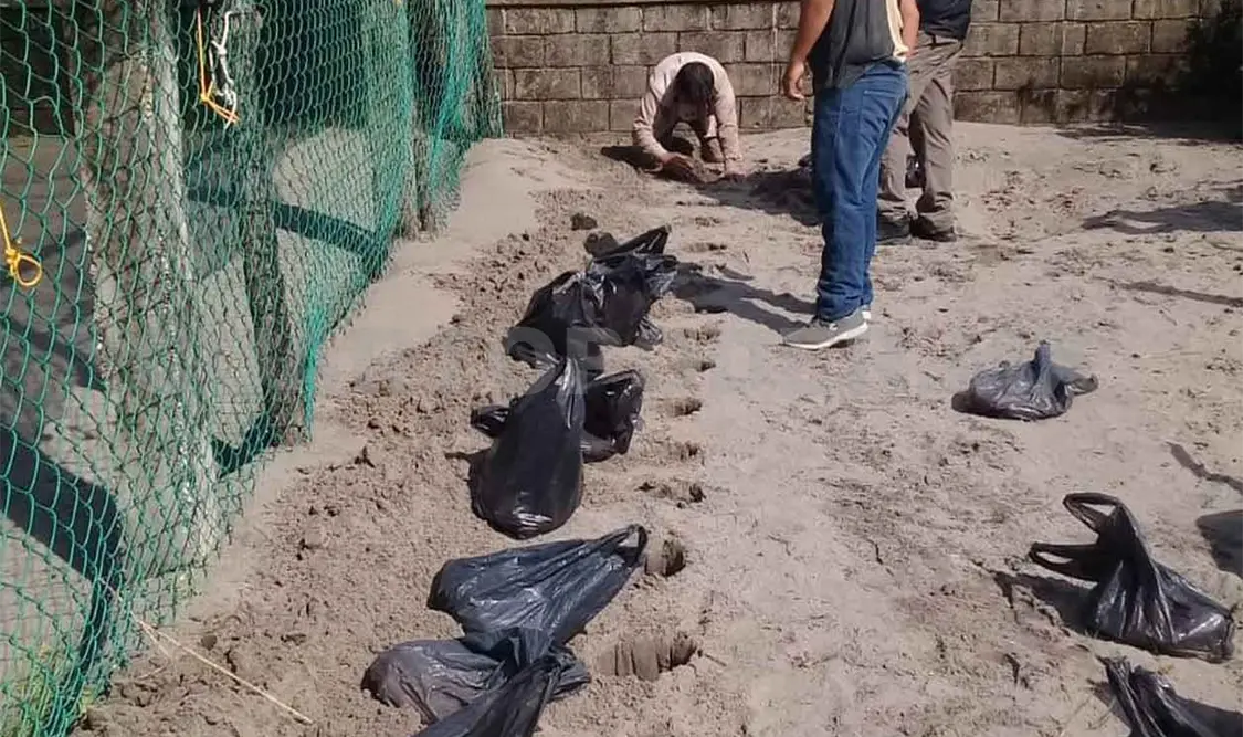 Decomisan casi tres mil huevos de tortuga