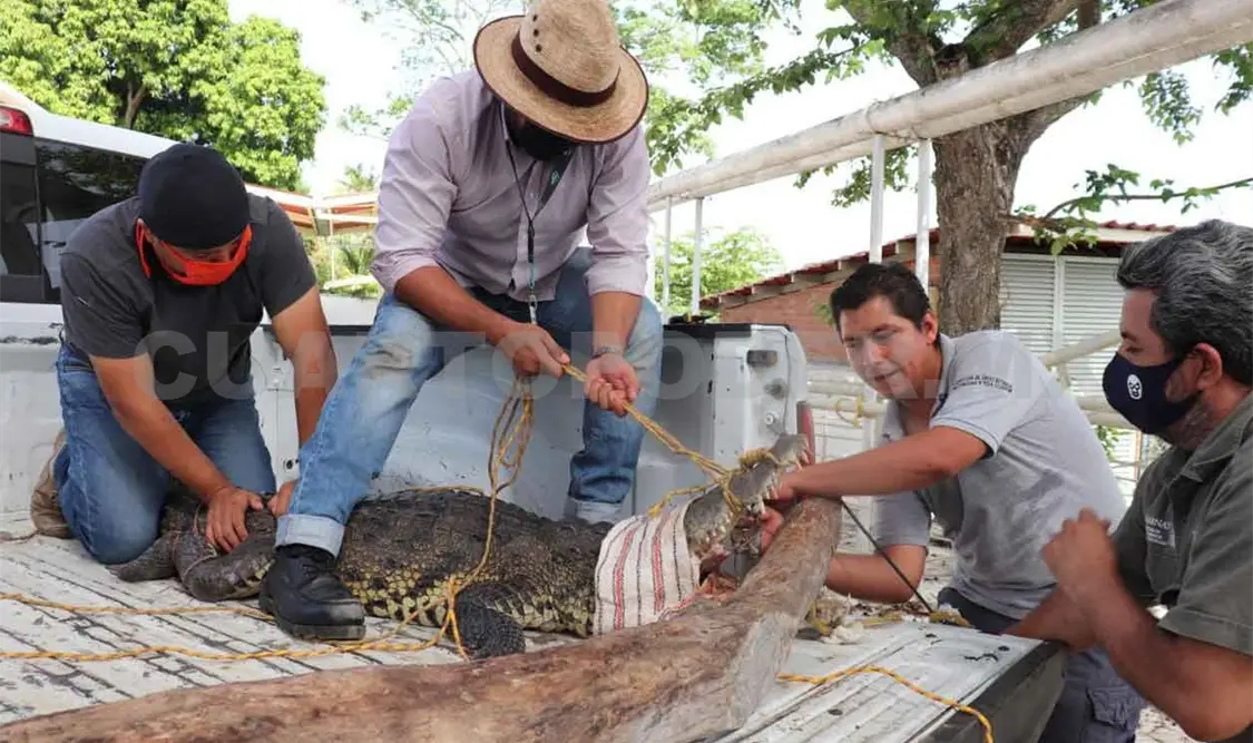 Rescatan a cocodrilo con anzuelo incrustado