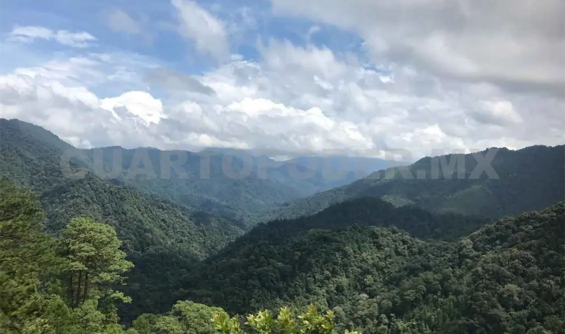 Destinan 40 mil hectáreas para la producción de café