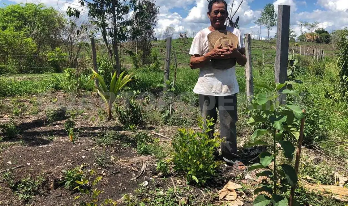 Plantas deben entregarse en los ciclos productivos
