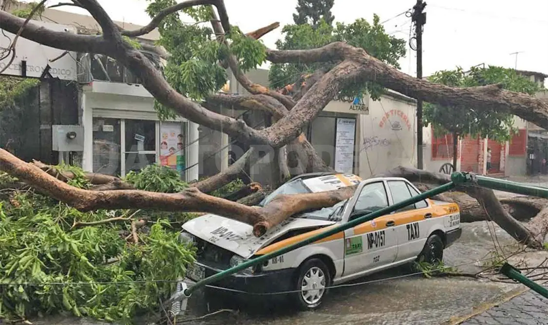 Lluvias derriban 10 árboles en la capital