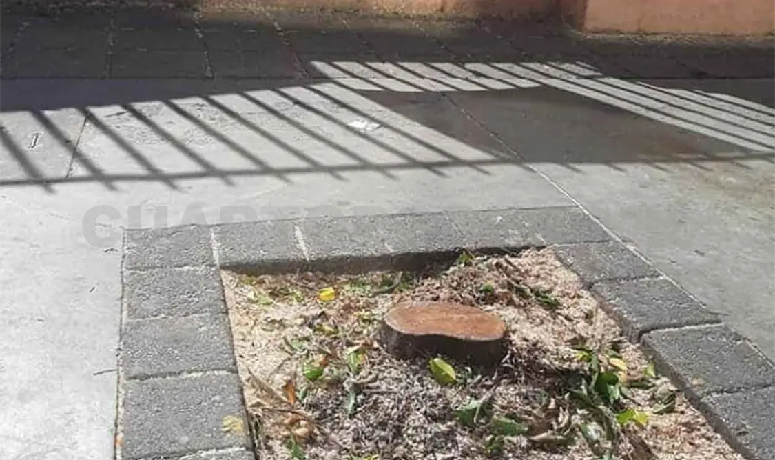 Denuncian tala ilegal de árboles en la capital