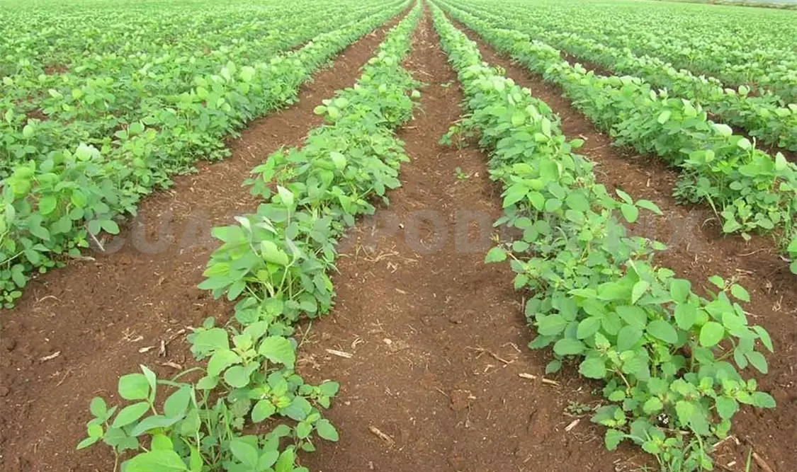 Campesinos dejan de cultivar soya por falta de recursos