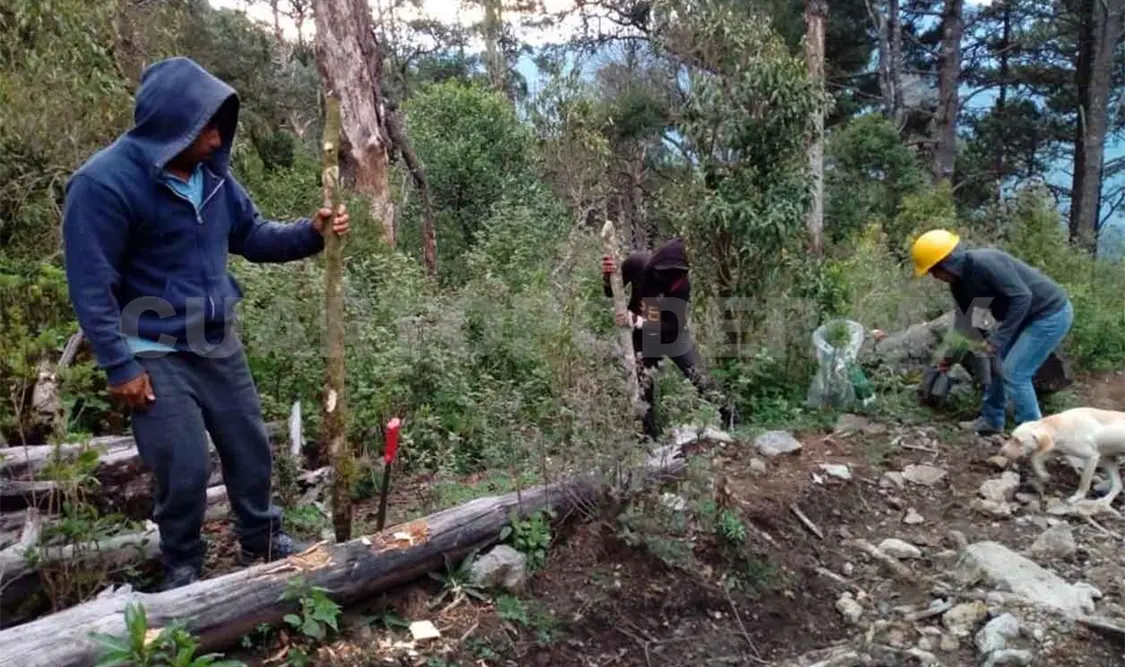 Chiapas, con riesgo alto por plagas de descortezador