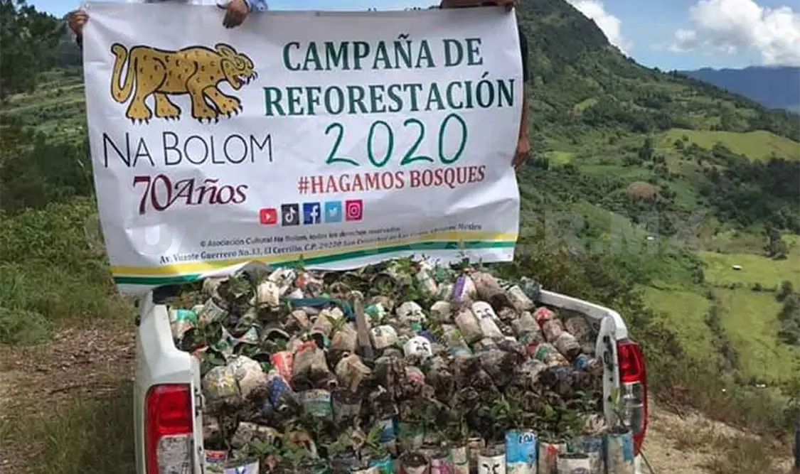 Asociación Na Bolom realiza campaña de reforestación