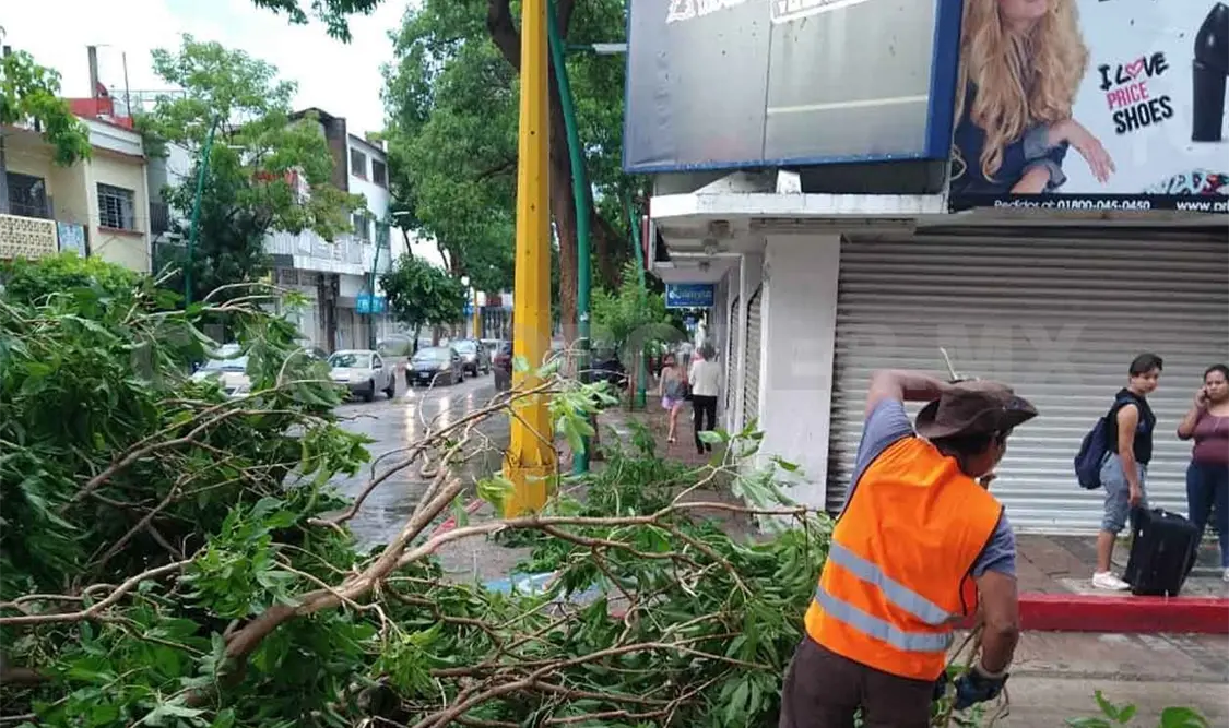 Derriban lluvias 11 árboles en la capital
